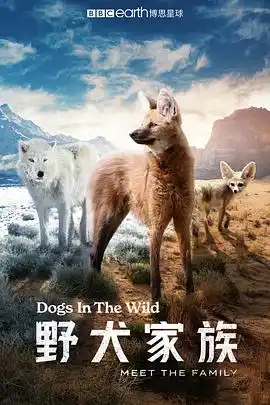 野犬家族 - 综艺欧美综艺免费高清电影在线观看